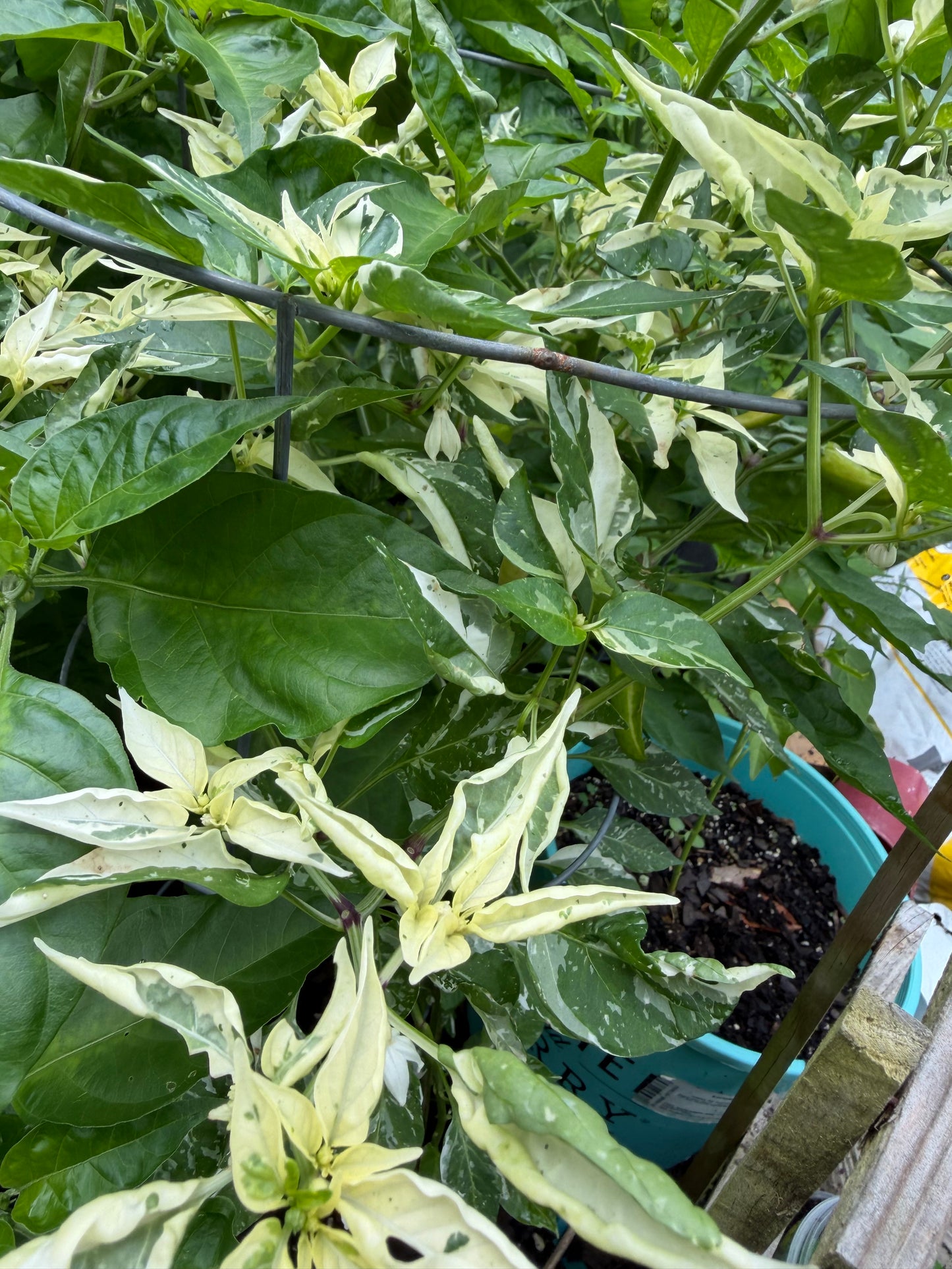 White Tiger Variegated Pepper Seeds 10 Count