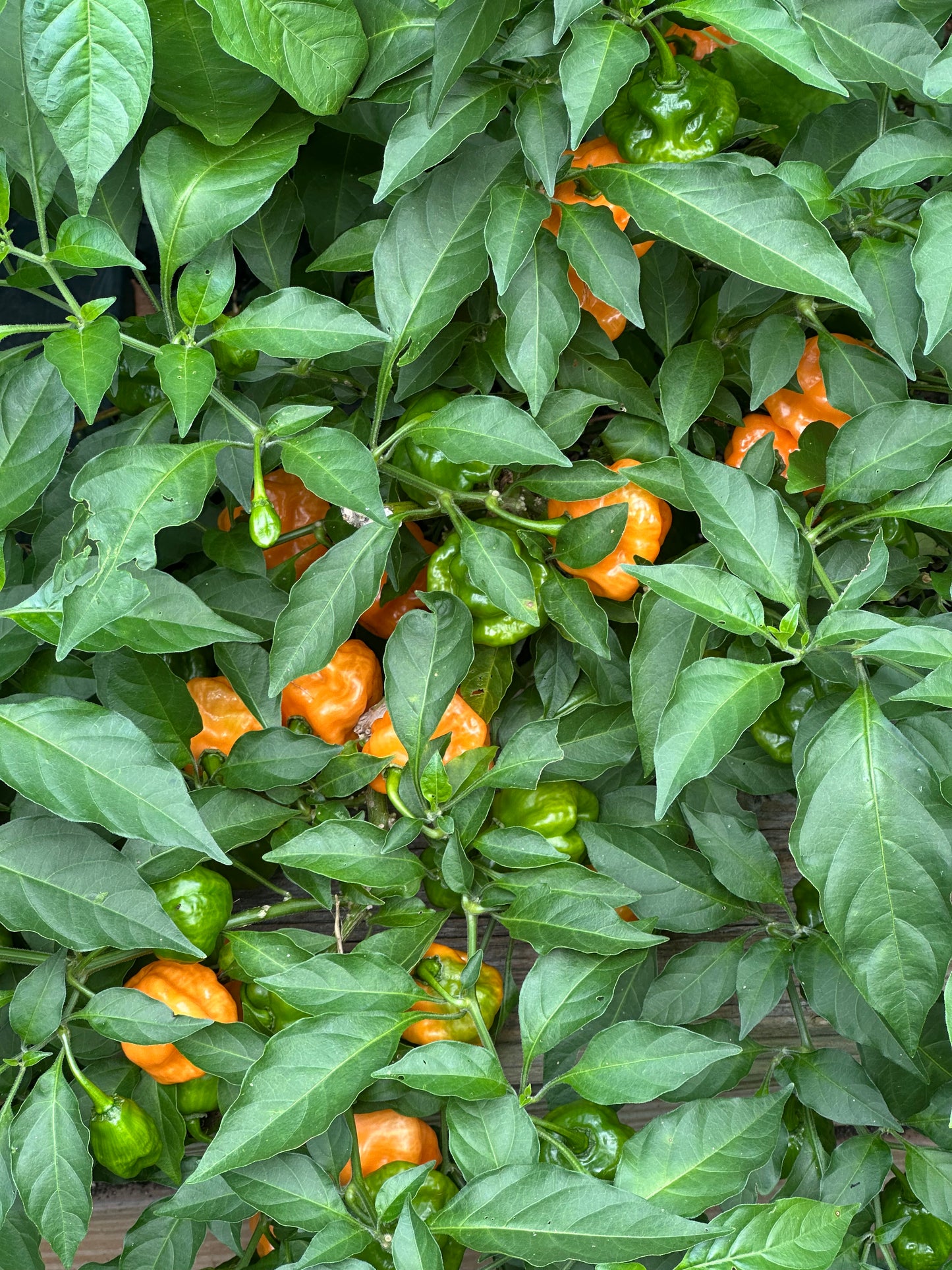 Scotch Bonnet Pepper Seeds 30 Count