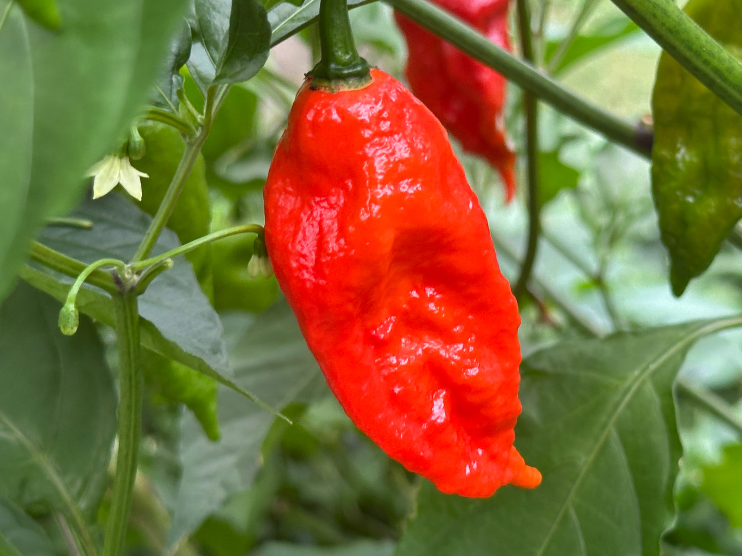 Reaper Super Hot Pepper Seeds 30 Count