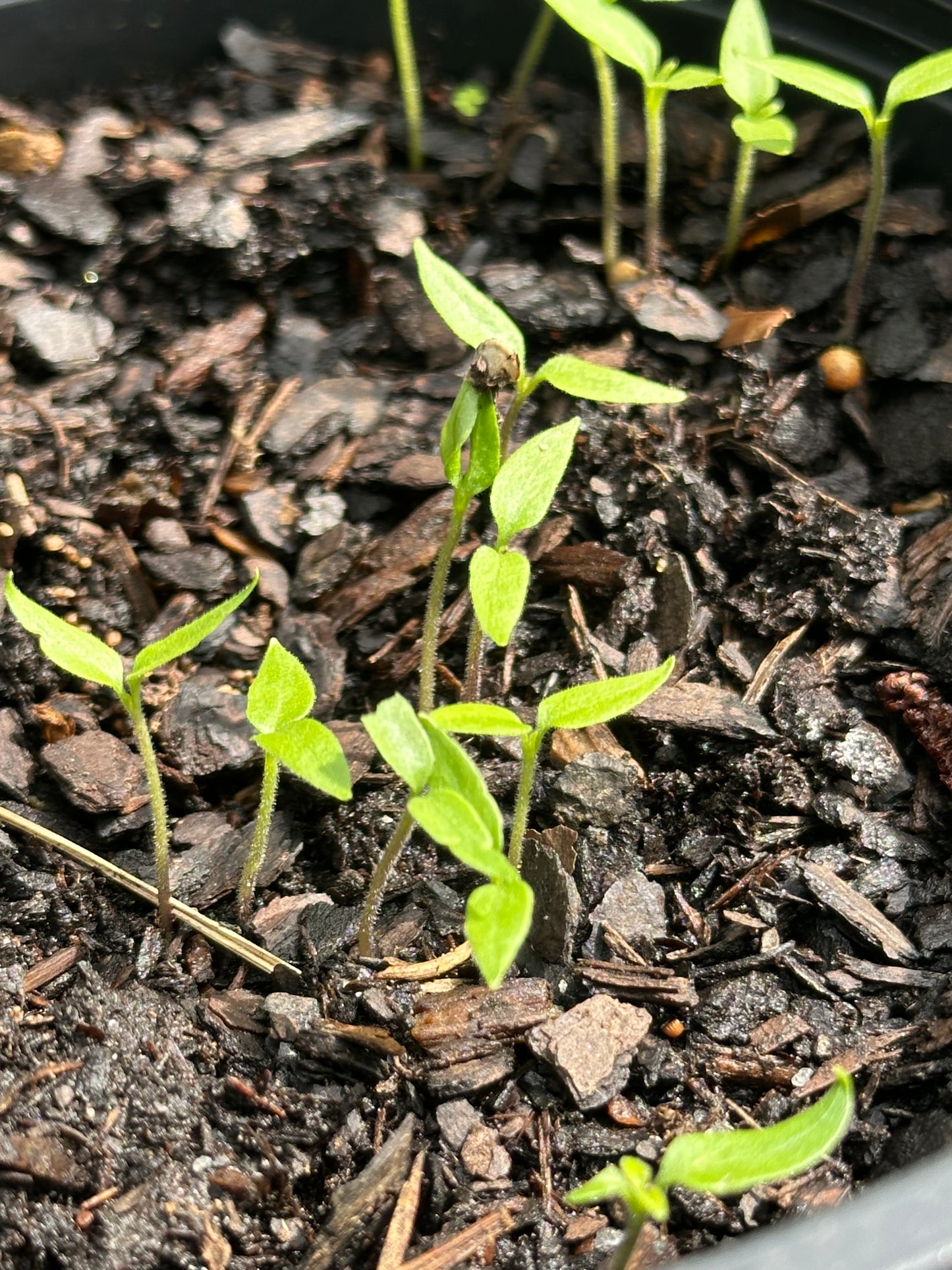 Scotch Bonnet Pepper Seeds 30 Count