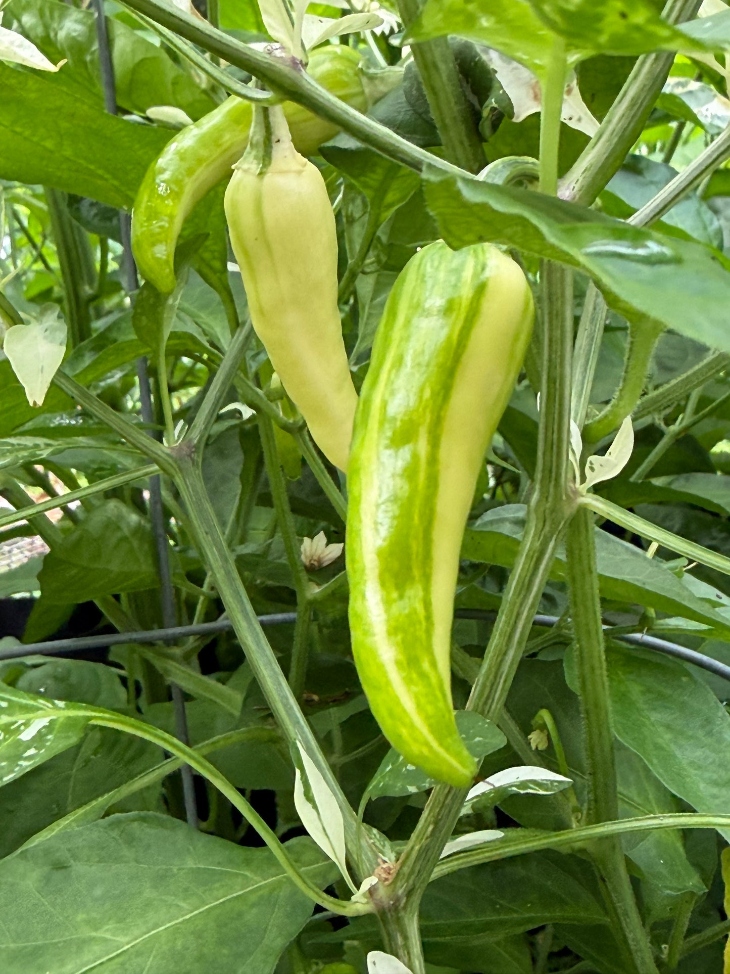 White Tiger Variegated Pepper Seeds 10 Count
