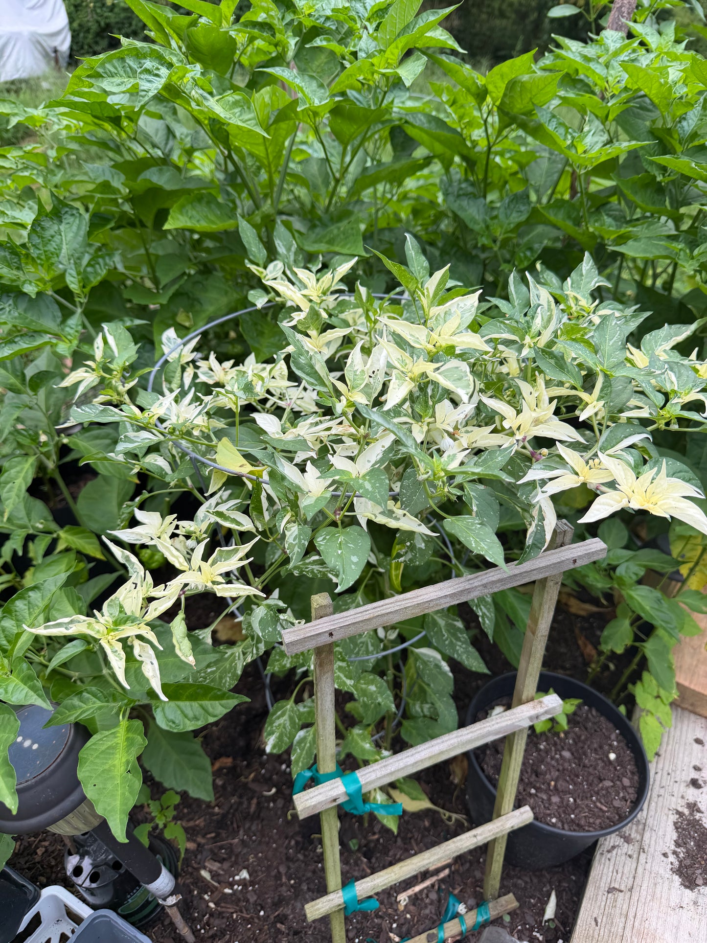 White Tiger Variegated Pepper Seeds 10 Count