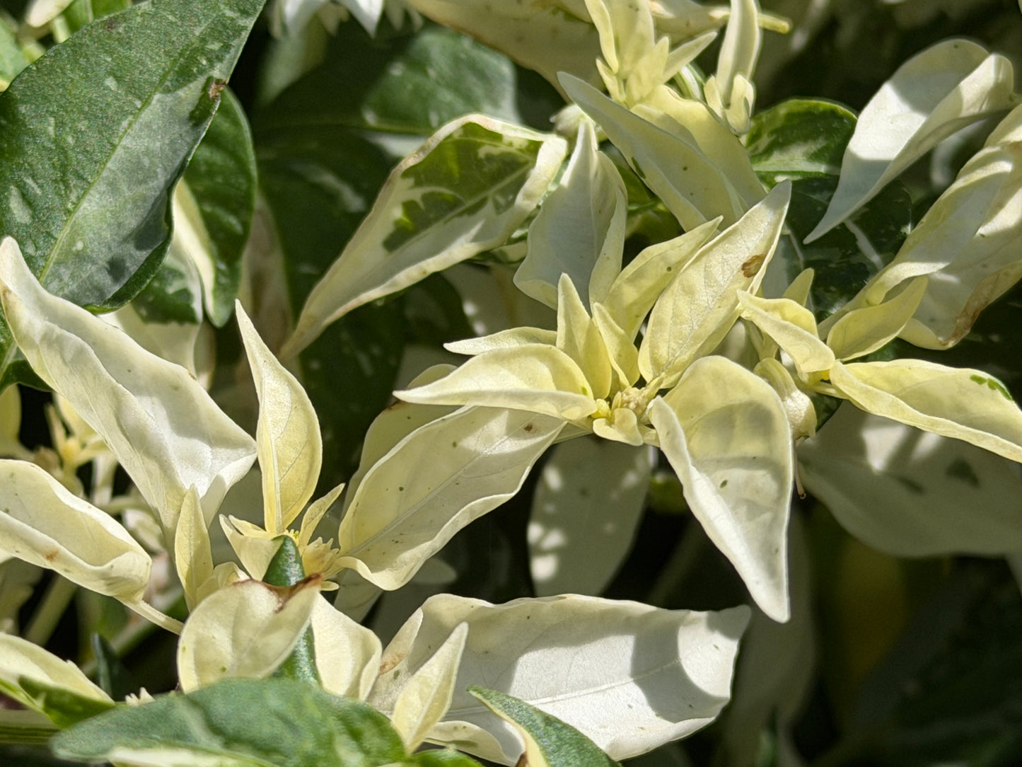 White Tiger Variegated Pepper Seeds 10 Count