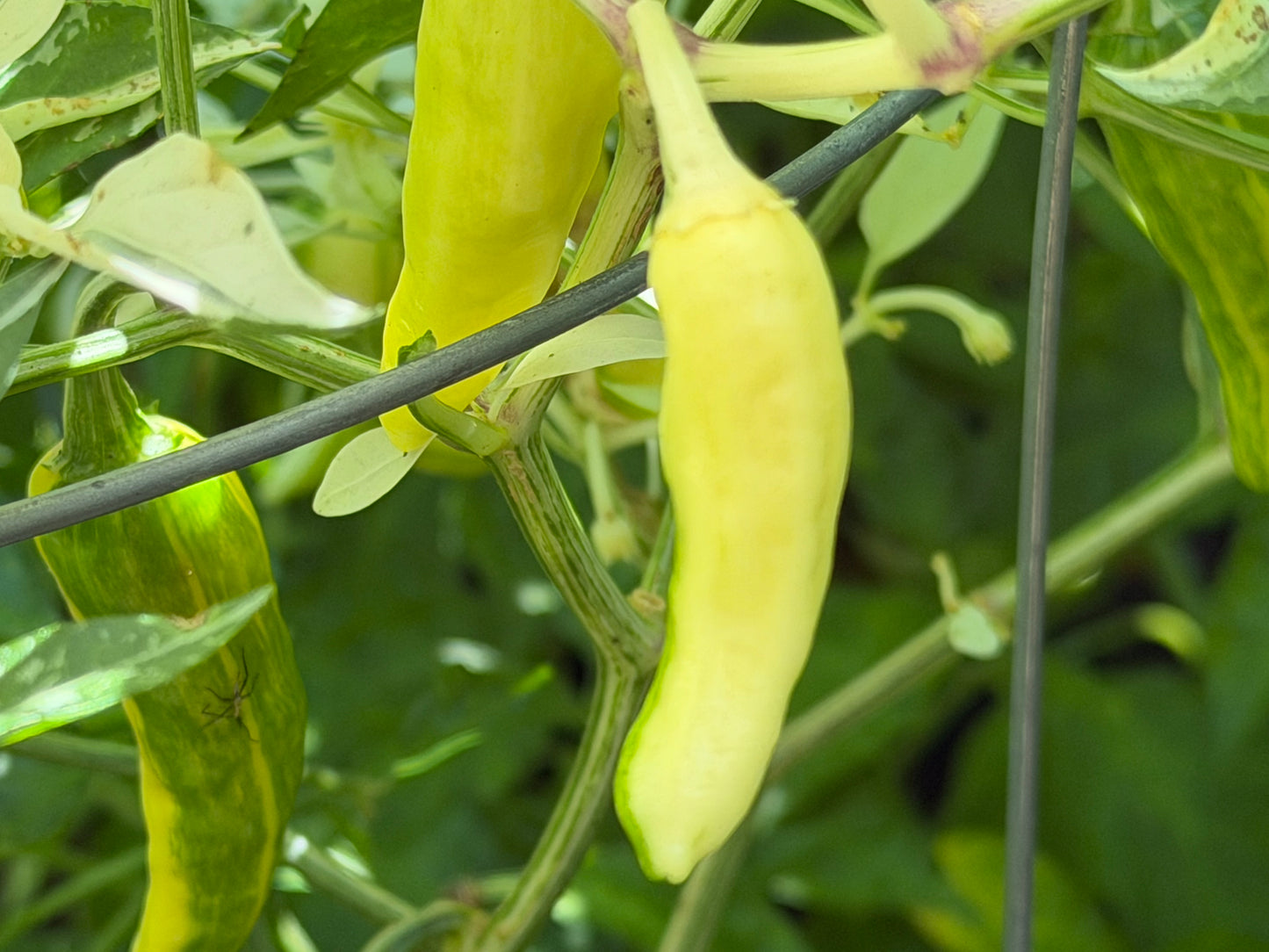 White Tiger Variegated Pepper Seeds 10 Count