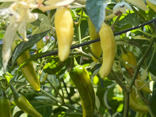 White Tiger Variegated Pepper Seeds 10 Count