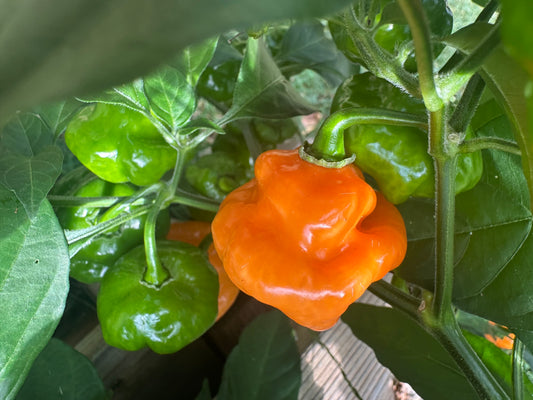 Scotch Bonnet Pepper Seeds 30 Count