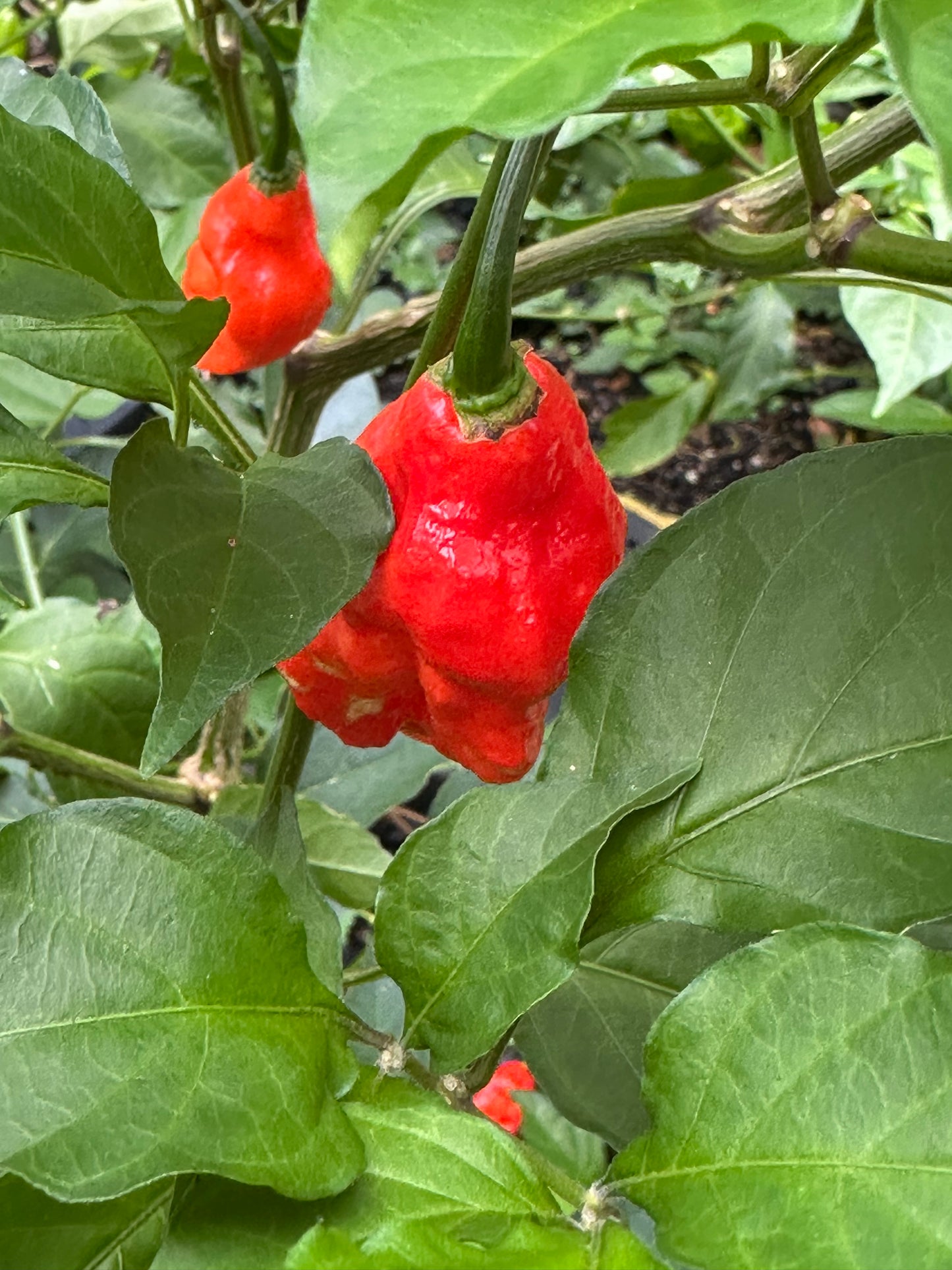 Reaper Super Hot Pepper Seeds 30 Count