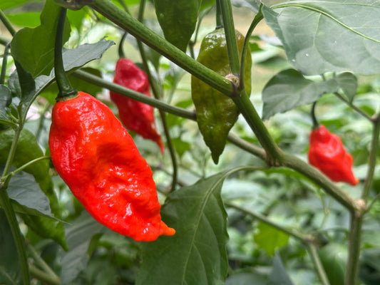 Reaper Super Hot Pepper Seeds 30 Count